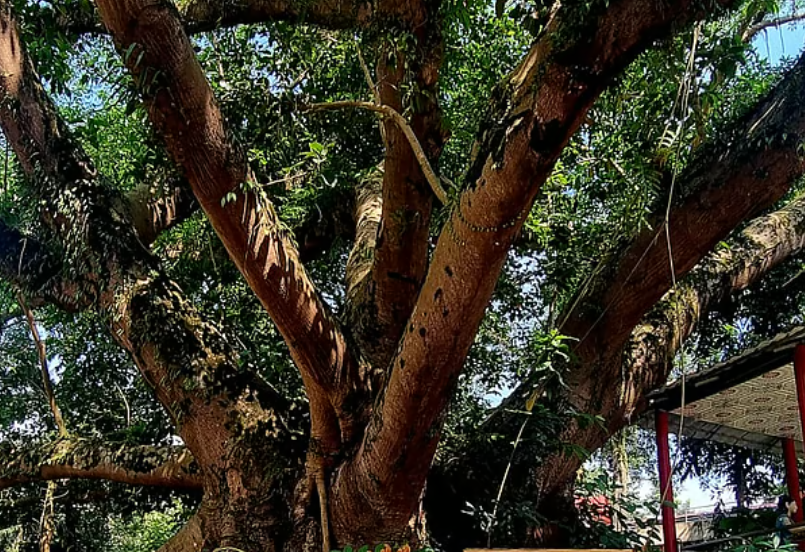 রাংকূট বনাশ্রম: রামুর প্রাচীন বৌদ্ধ তীর্থ ও সম্রাট অশোকের স্মৃতিধন্য বিহার